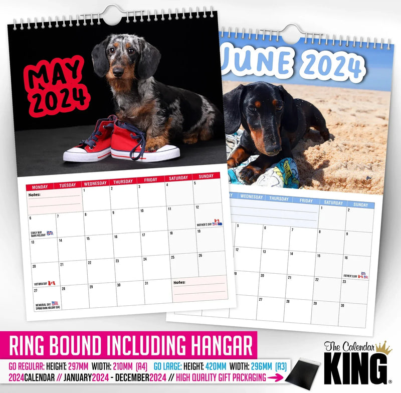 Cheeky Dachshunds - 2024 Wall Calendar